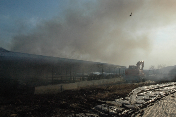 앞전, 관리 부주위로 발생한 축사 화재 현장 모습.