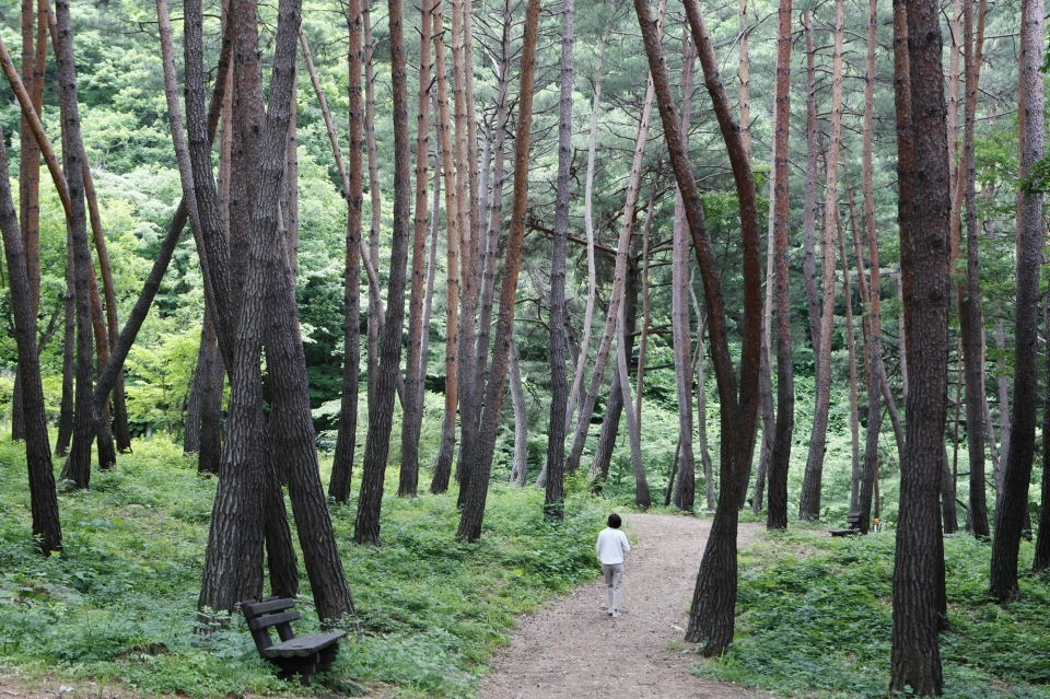 푸른 금강송이 숲을 이룬 검마산자연휴양림 산림욕장(사진제공=연합뉴스)