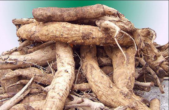 칡의 뿌리(갈근)는 봄과 가을에 캐서 잔뿌리를 뜯고 껍질을 긁어내 햇볕에 말려 식용이나 약용으로 사용한다.