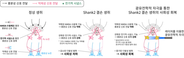 Shank2 결손 생쥐의 사회성 저하 및 광유전학 자극을 통한 회복 모식도 (사진제공=IBS)