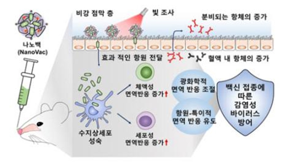 나노백신(나노백, NanoVac)의 접종이 지닌 효과적인 면역반응 유도를 통한 감염성 바이러스 방어 전략.