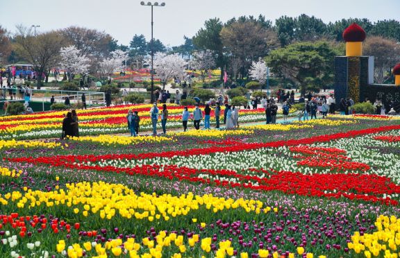 태안의 꽃지 코리아플라워파크 튤립축제 모습