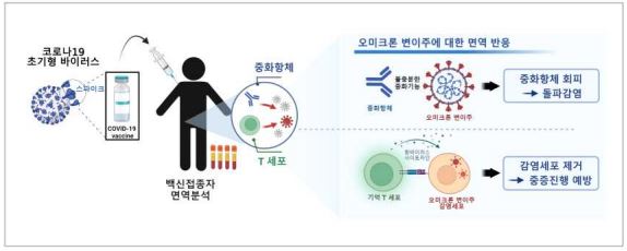 코로나19 백신에 의해 유발된 기억 T세포의 오미크론 변이주에 대한 항바이러스 작용(사진=IBS)