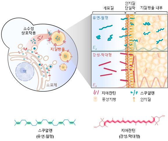 화학연-포스텍, '비스포크 인공세포 소기관’ 개발