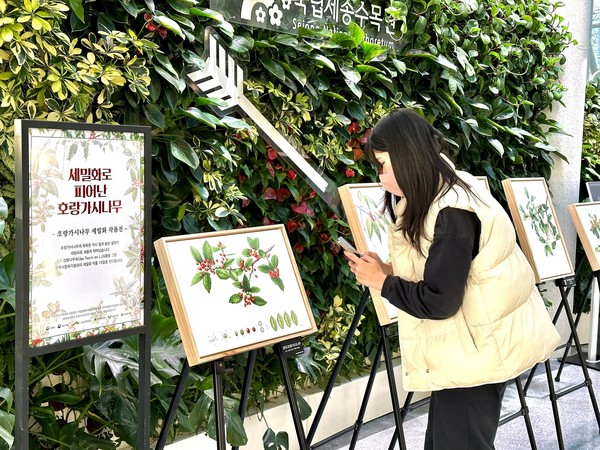 세종수목원은 천리포수목원, 한국식물화가협회와 협업해 호랑가시나무 세밀화 작품을 전시하고 있다.