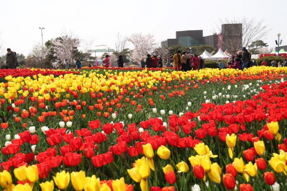 태안 봄꽃 축제 (코리아플라워파크)