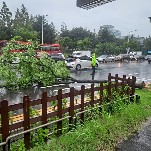 10일 오전 정부대전청사자연마당 앞 한밭대로에 가로수가 쓰러져 대전경찰이 교통을 통제하고 있다. (사진제공=대전경찰청)