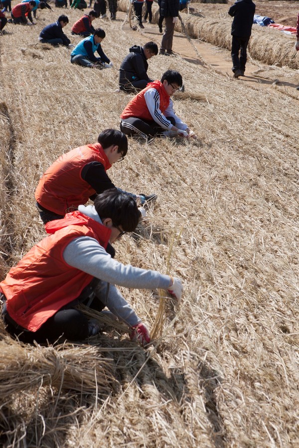 당진시, 기지시줄다리기 줄 제작 대장정 돌입