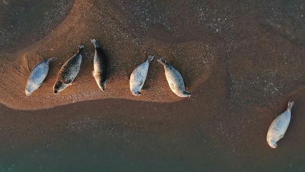 가로림만에서 매년 포착되고 있는 천연기념물 ‘점박이물범’. (사진제공=충남도)