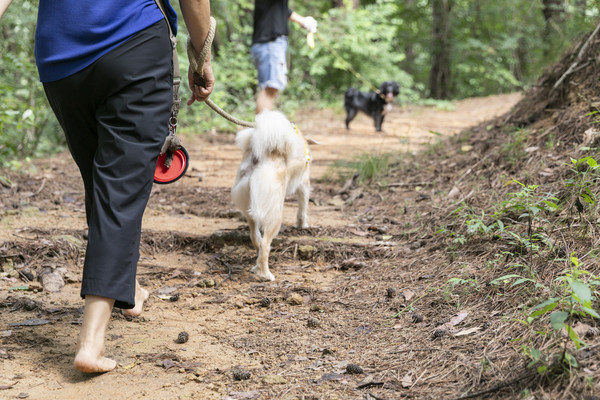 산림복지진흥원이 오는 28일 국립양평치유의숲에서 ‘2024 반려동행 숲 피크닉 행사’를 진행한다.(사진=한국산림복지진흥원)
