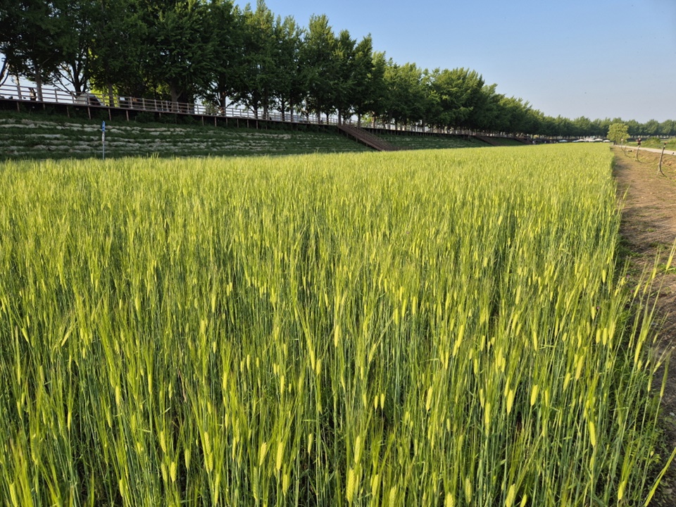  곡교천 청보리 (사진제공=아산시)