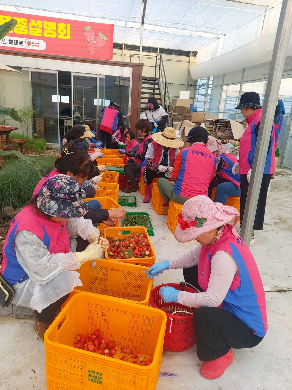 4일 홍성군 갈산면 소재 헤테로 딸기 농장에서 생활개선홍성군연합회 회원 30여 명이 딸기 수확 행사를 실시했다. (사진제공=홍성군)