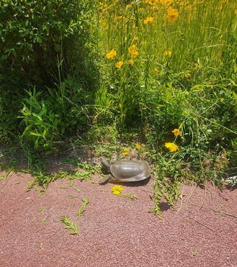 내포 천변에서 발견된 자라. (사진= 독자 제공)