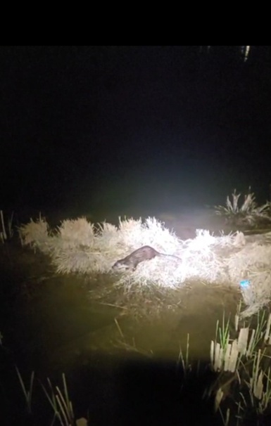 내포 홍예공원 수달. (사진 제공= 충남도)