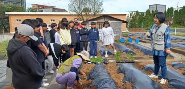 천안 성환초등학교 학생들이 텃밭에서 모종을 심고 있다. (사진제공=천안시)