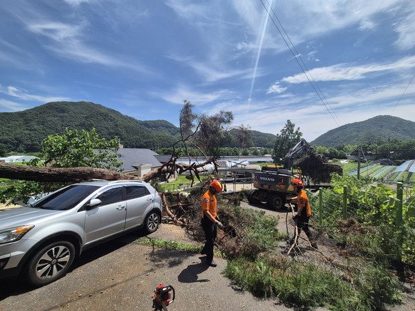  복수면 수영리 수목 전도 현장 (사진제공=금산소방서)