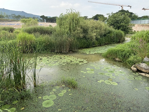 가시연꽃.[사진 제공= 충남도]