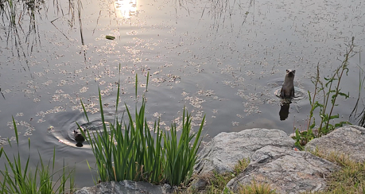 홍예공원 수달.[사진 제공= 충남도]