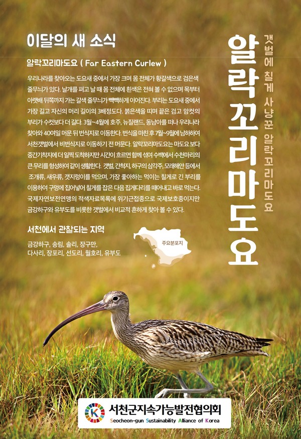 서천군지속가능발전협의회는 2025년 8월 “이 달의 새”로 알락꼬리마도요를 선정했다고 밝혔다.(사진제공=서천군지속가능발전협의회)