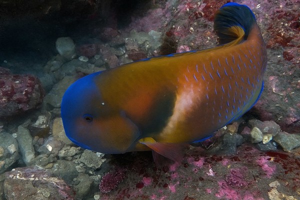 제주호박돔(사진제공=국립해양생물자원관)