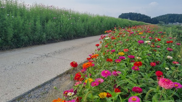 서산시 지곡면, 중왕리수로 산책길 조성 모습(사진제공=지곡면)