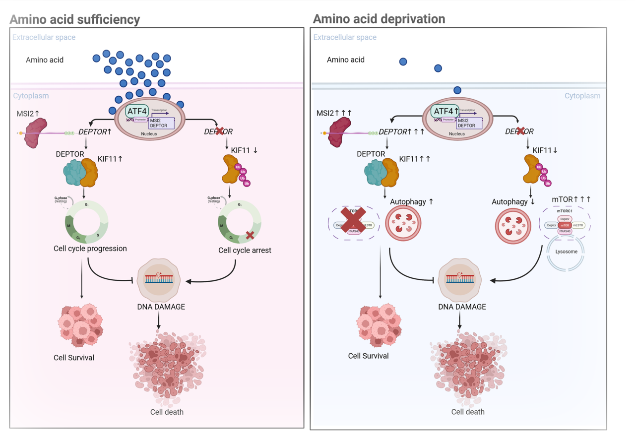 Deptor 의 작용 기전으로 MSI2가 DEPTOR mRNA를 안정화시켜 발현을 유지하고, DEPTOR는 KIF11 단백질의 분해를 막아 안정화한다. 안정화된 KIF11은 세포분열 방추체 형성과 함께 mTORC1의 위치를 조절해 아미노산 결핍 시 적절한 대사 적응을 가능하게 한다. DEPTOR가 결핍되면 DNA 손상, 세포사멸, 분화가 증가하여 백혈병 진행이 억제된다. (사진=순천향대학교 권혁영 교수)
