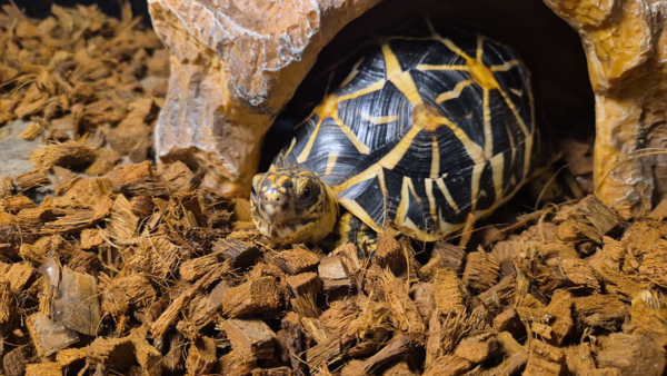 CITES동물* 보호시설에서 보호 중인 인도별육지거북.(사진제공=국립생태원)