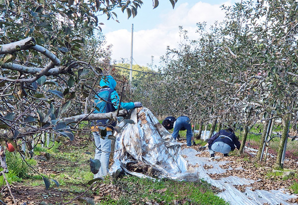 국립공주대(총장 임경호) 자원봉사센터는 지난 27일 충남 예산군 봉산면 사과 농가를 방문해 농촌 일손 돕기 자원봉사활동에 구슬땀을 쏟았다.(사진제공=공주대 자원봉사센터)