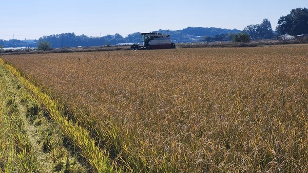 3일 당진시 송악읍 논에서 콤바인이 움벼 수확을 하고 있다.[사진 제공= 충남도 농업기술원]
