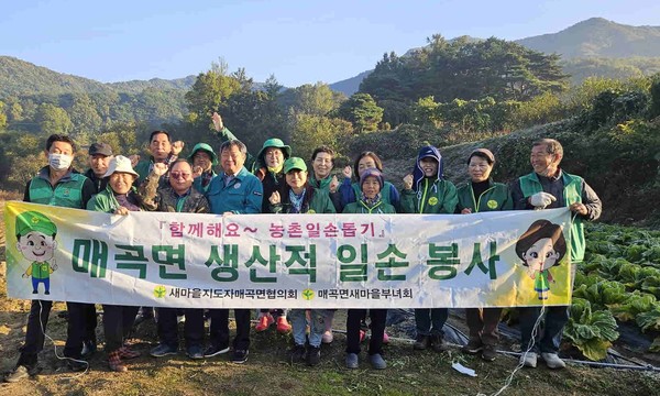 영동군 매곡면 새마을협의회는 4일 새마을회원들과 함께 매곡면 강진리 974 일원에서 배추밭 관리 작업을 실시했다. (사진제공=영동군)