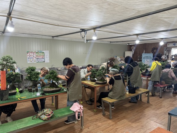 국화 석부작 만들기 모습 (사진제공=금산군청)