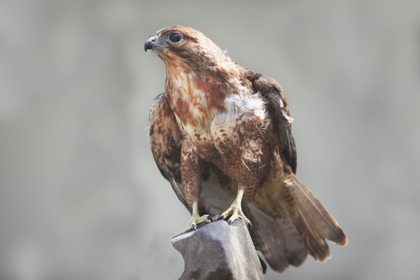 천연기념물 황조롱이 (사진제공=당진시)