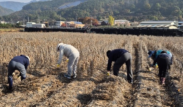 영동군 용화면사무소는 7일 일손 부족으로 어려움을 겪고 있는 용화면 용화리 콩 수확기 농가를 찾아 일손 돕기에 나섰다. (사진제공=영동군)