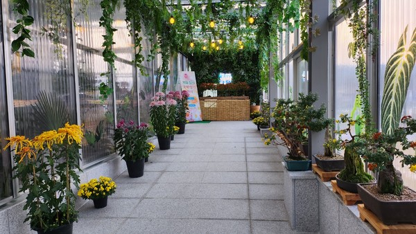 치유쉼터 국화 전시 사진