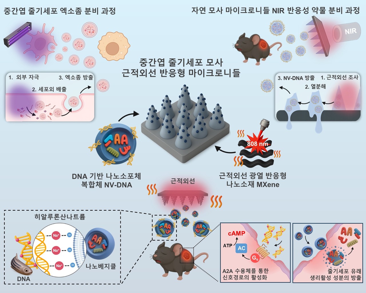 만성 당뇨성 창상 치료를 위한 줄기세포 모사 근적외선(NIR) 반응형 마이크로니들 개요도. (사진제공=한양대학교 신소재공학과 문찬호)