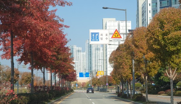 세종시가 시청대로 인근을 삼각단풍을 활용한 특화 가로수길로 조성했다.(사진제공=세종시)