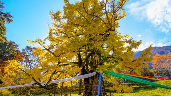영동의 대표 가을 명소인 영국사 은행나무가 황금빛으로 물들며 절정의 아름다움을 뽐내고 있다. (사진제공=영동군)