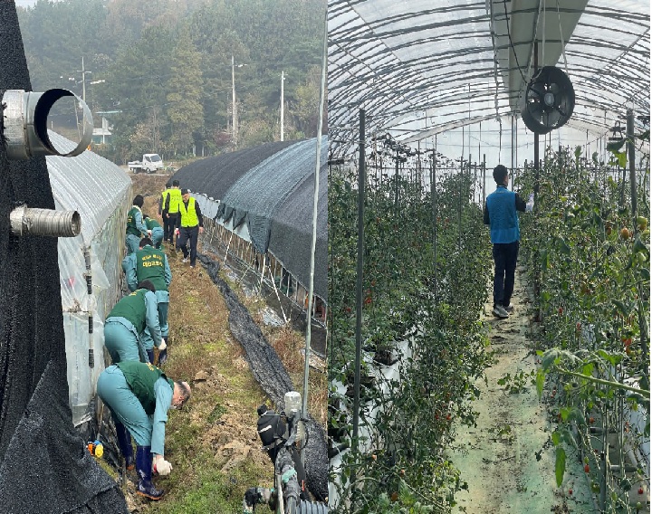 농협대전본부와 대전교도소 소속 보라미봉사단이 지난 7일 대전 유성구 송정동 소재 농가를 방문해 농촌 일손돕기를 진행했다. 이번 봉사활동은 인력 부족으로 어려움을 겪는 관내 취약농가를 지원하기 위해 마련됐으며 참가자들은 배수로 정비와 토마토 새순 따기 등 농작업에 직접 참여하며 구슬땀을 흘렸다. 김영훈 본부장은 “농촌의 인력 부족 현상이 지속적으로 심화되면서 취약농가의 어려움이 커지고 있다”며 “대전농협은 앞으로도 농가의 인력난 해소와 지역사회 상생을 위해 적극적인 지원을 이어가겠다”고 말했다.