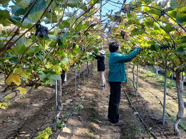 영동군 추풍령면과 국악문화예술과, 재난안전과는 지난 12일 고령 농가 및 배우자의 암 수술로 어려움을 겪고 있는 추풍령면 지봉리의 한 포도 농가를 찾아 일손 돕기에 나섰다. (사진제공=영동군)