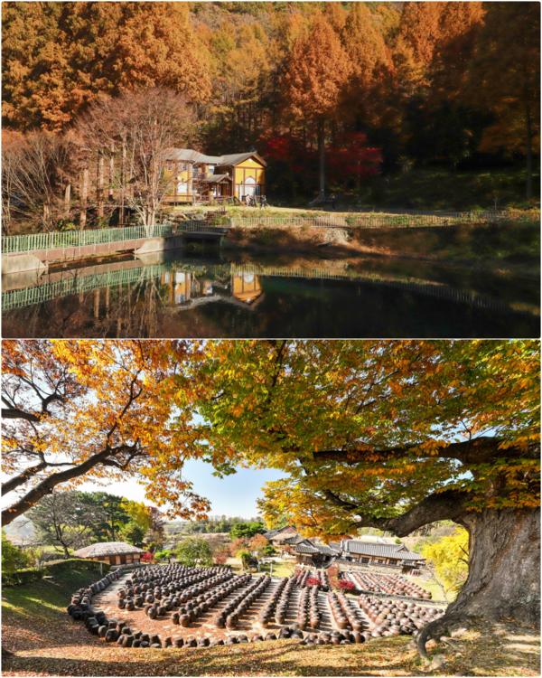 노란 은행잎과 붉은 단풍이 어우러지며 논산의 가을이 절정에 달하고 있다. 온빛자연휴양림은 늦가을의 고요함 속에서 숲속의 전경이 호수에 비춰지는 등 한 폭의 풍경화를 연출하며 방문객들의 눈길을 사로잡고 있다. 또한 명재고택에는 오래된 나무 아래 장독대가 줄지어 늘어서고 고택의 지붕 위로 전통의 멋과 가을의 색이 조화롭게 어우러지며 고풍스러운 아름다움을 선사하고 있다.(사진제공=논산시)