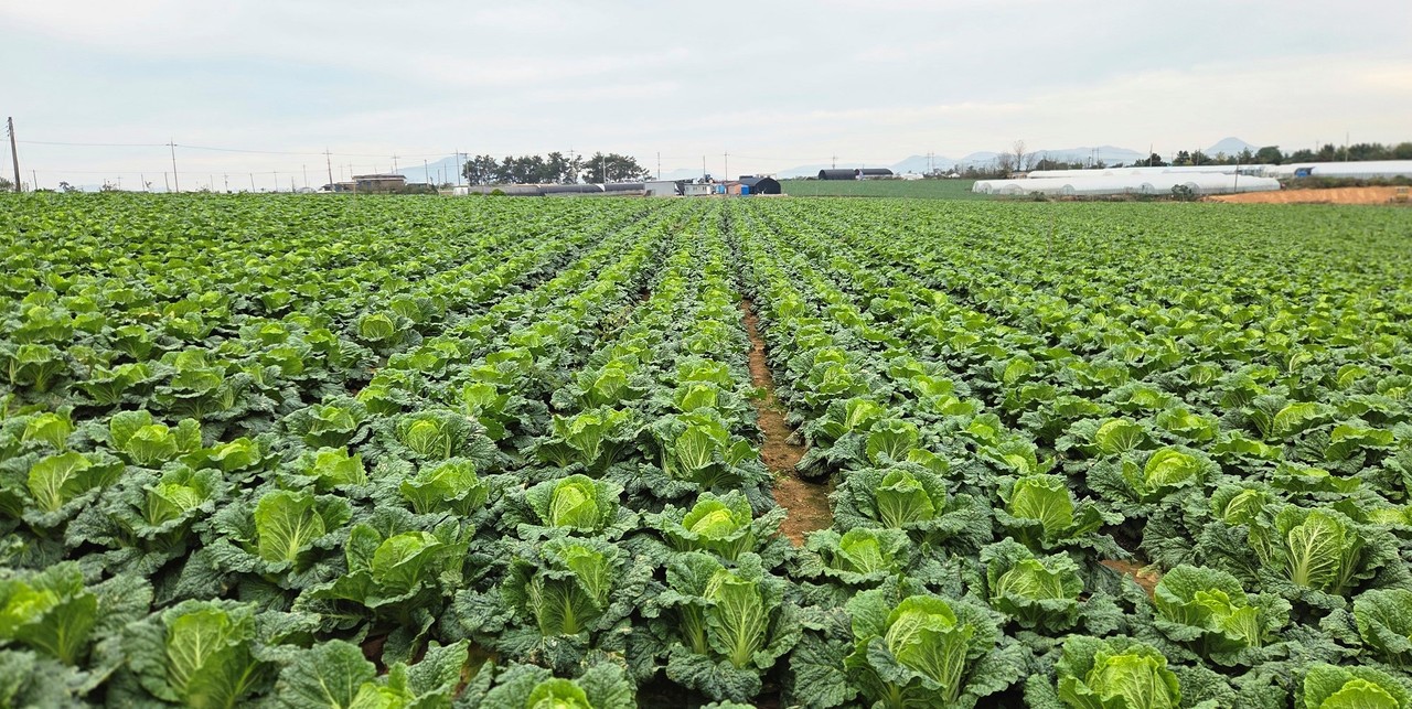 전남 해남군 가을배추 생육 현장. (사진제공=aT)