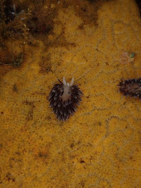 까미갯민송이.(사진제공=서천군)