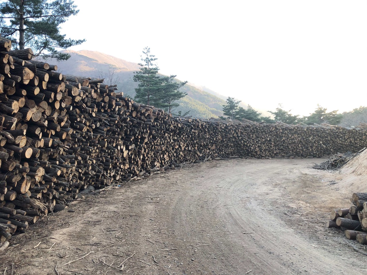 산림청이 14일 선도 산림경영단지에서 ‘국산 목재 공급망 혁신 팸투어’를 진행했다.(사진제공=산림청)