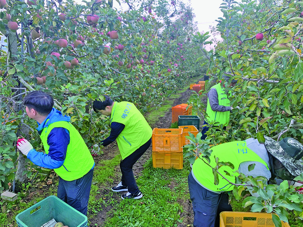 13일 고덕면 용리 소재 사과농가를 찾아 사과 수확을 돕고 있는 예산군청 수도관 직원들. [사진제공=예산군]