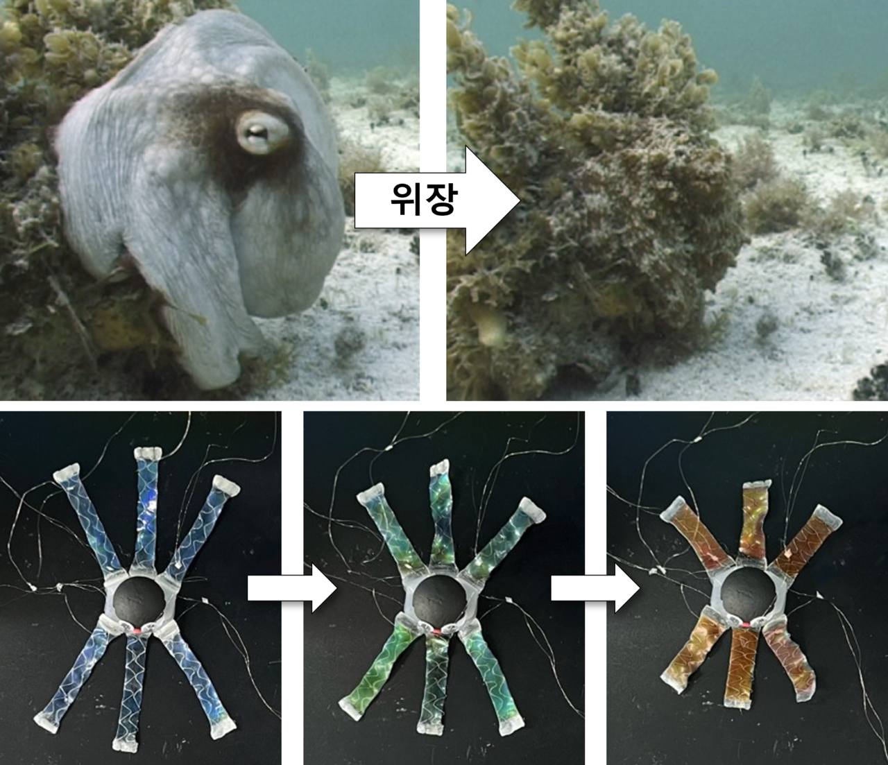 위장 기능을 수행하는 OCTOID 다리 구현. (사진제공=KIST)