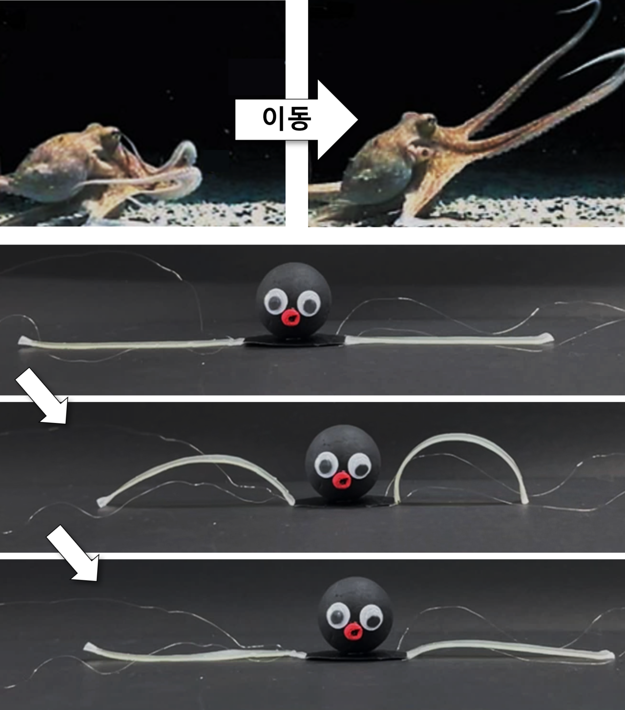 이동 기능을 수행하는 OCTOID 다리 구현. (사진제공=KIST)