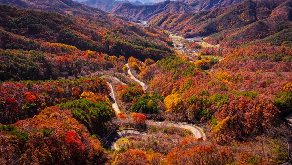 영동군의 대표 관광명소 도마령(刀馬岺)이 만추의 정취로 짙게 물들었다. (사진제공=영동군)
