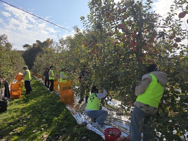 축산과 직원 사과 수확 일손 돕기 진행 모습(사진 제공=예산군 축산과 축산정책팀)