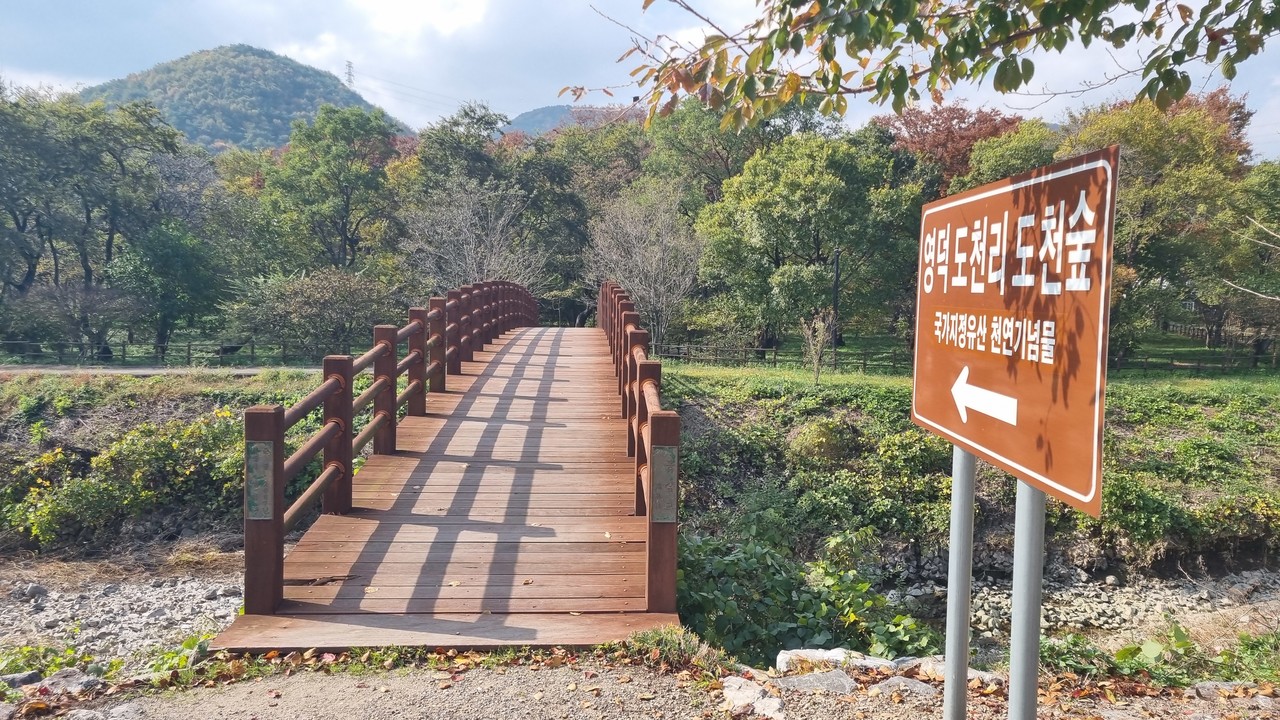 놀숲패스 시범투어 영덕 코스 방문지 중 ‘도천리 도천숲’ (사진제공=코레일관광개발)