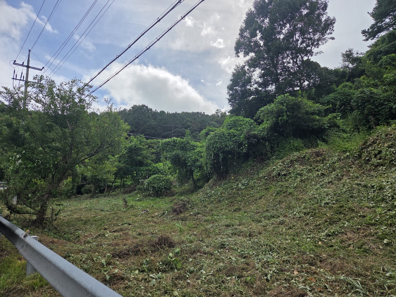  대전 서구 흑석동 일원 덩굴 분포 현장. (사진제공=대전 서구)